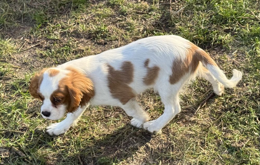 Cavalier king charles spaniel szczeniak z rodowodem blenheim
