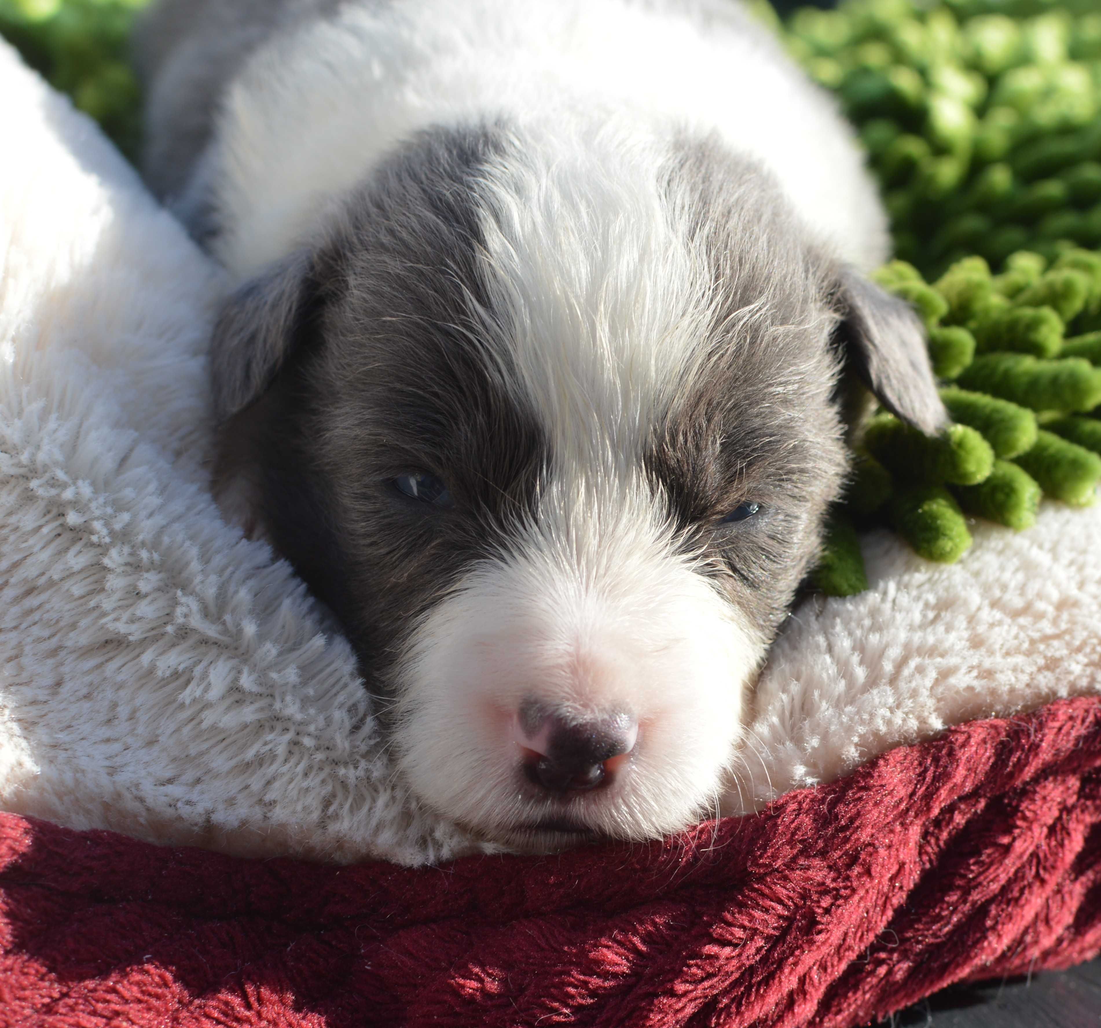 Piesek Border Collie ZKwP / FCI niebieski