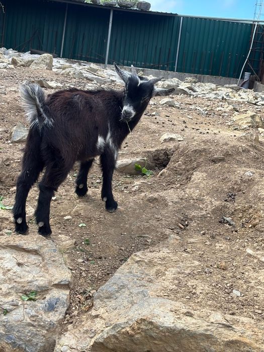 Cabrito anão divertido