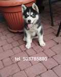 Husky Syberyjski