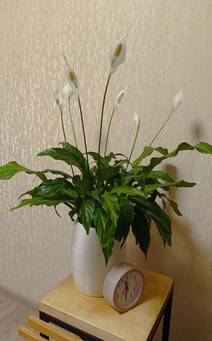 Спатифілум (жіноче щастя), кімнатна рослина