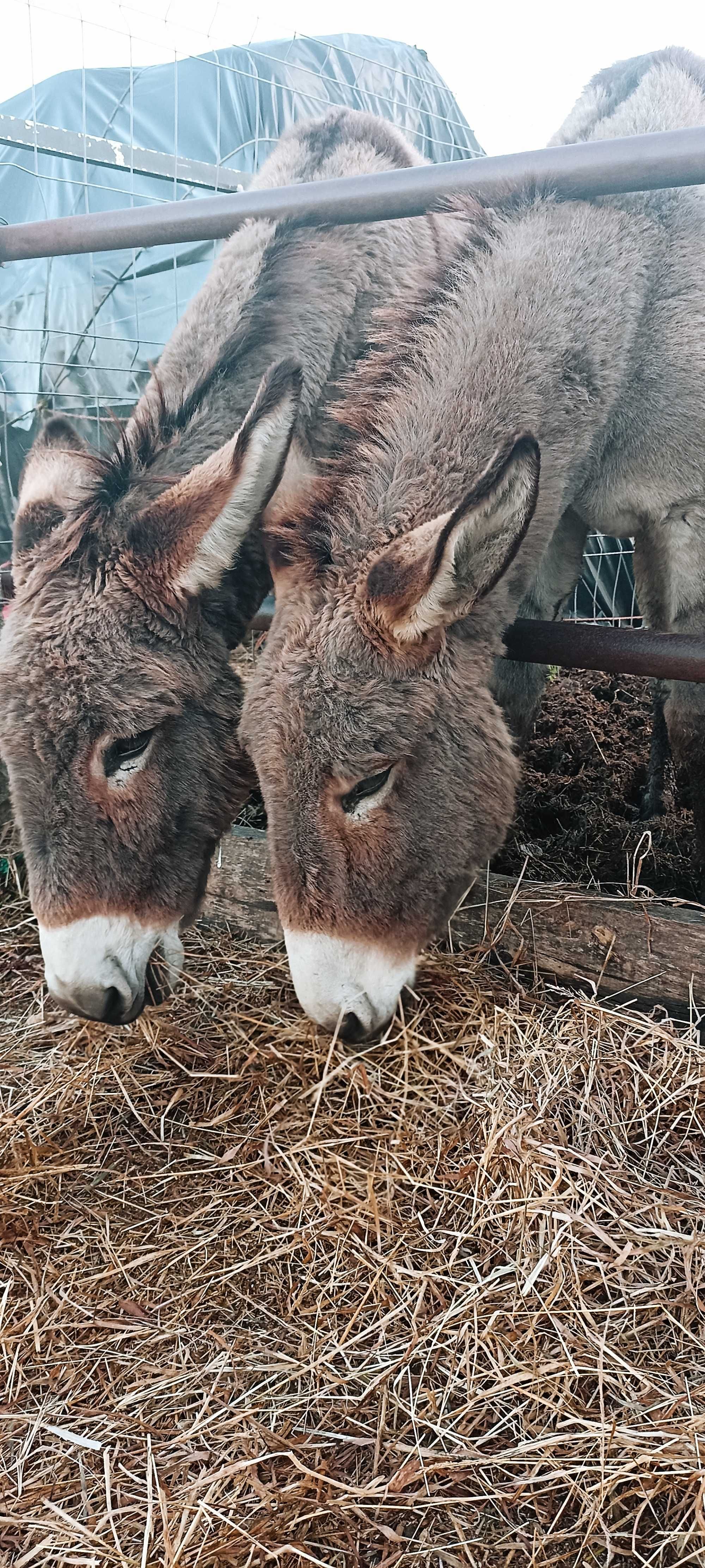 Venda de burras prenhas e um burro