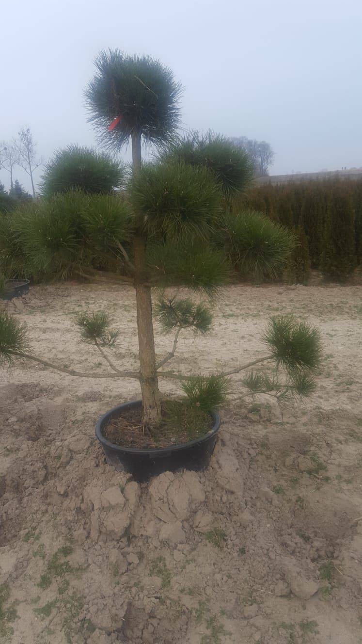Bonsai ogrodowe. Szkółka Krupocin.