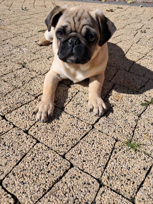 Mops piesek mopsik
