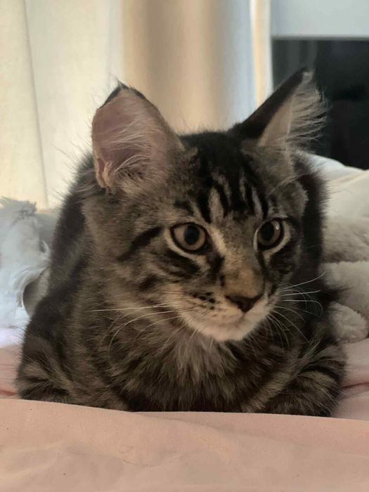 Taco kocor maine coon