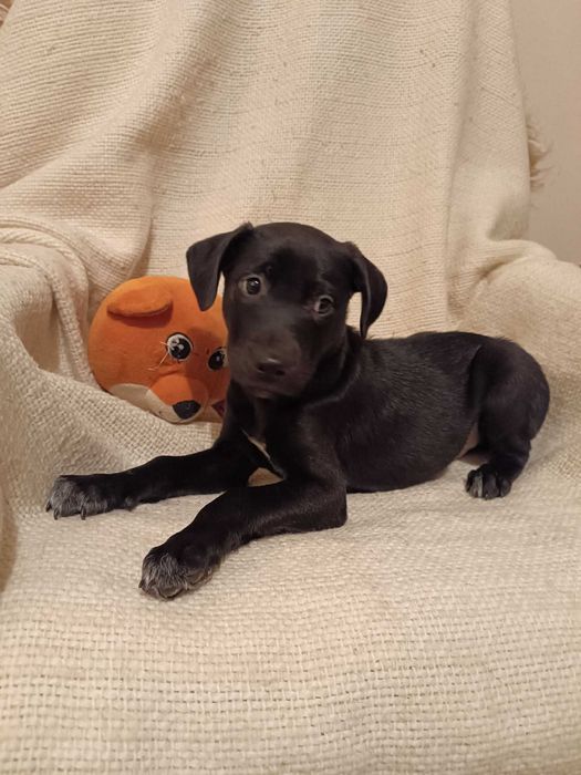 G O N Z O szuka SWOJEGO człowieka!