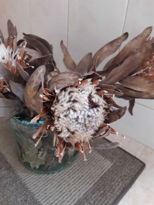 PROTEAS Secas LOTE