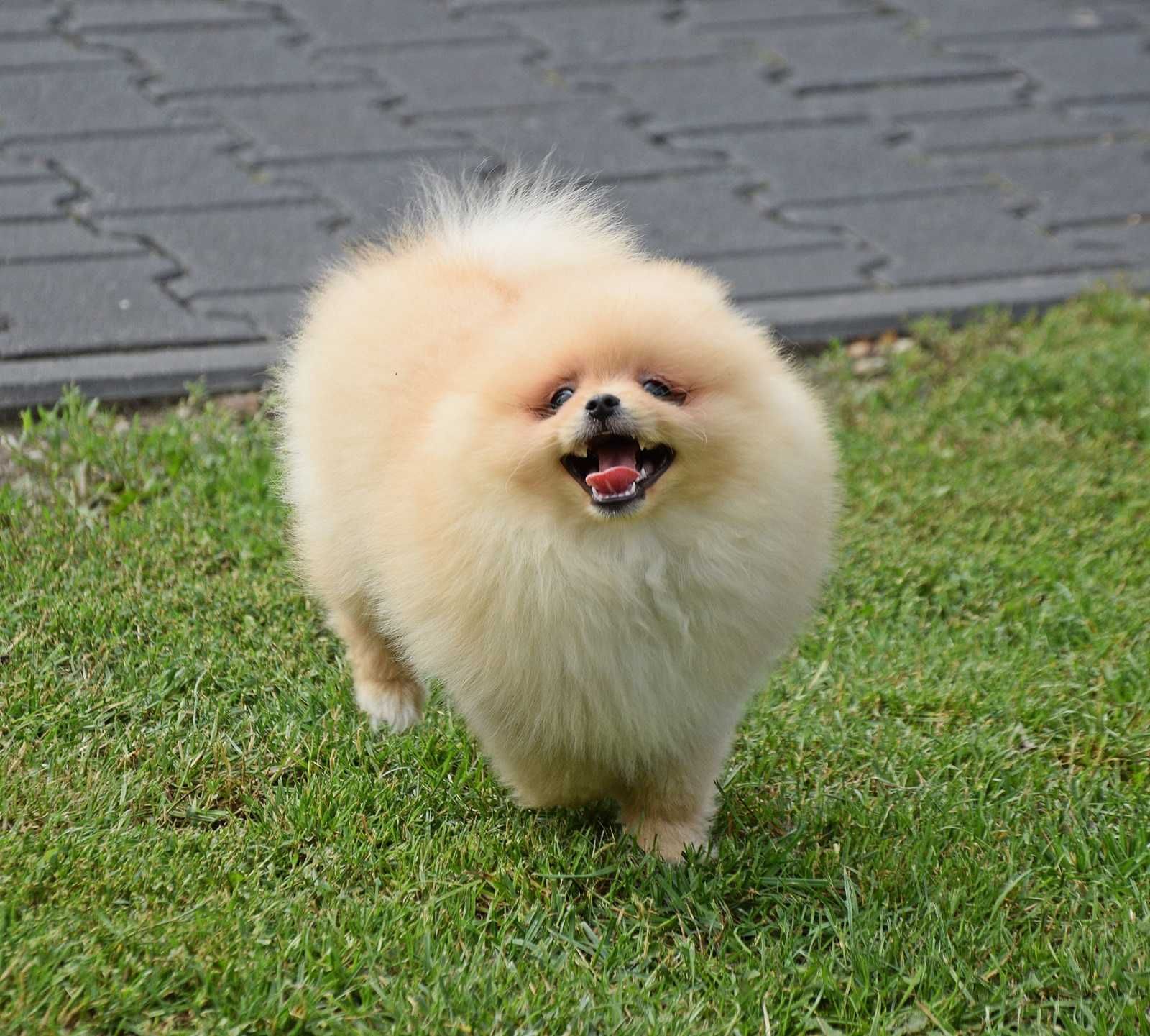 Piesek Pomeranian- Oskar- gotowy na kochający dom