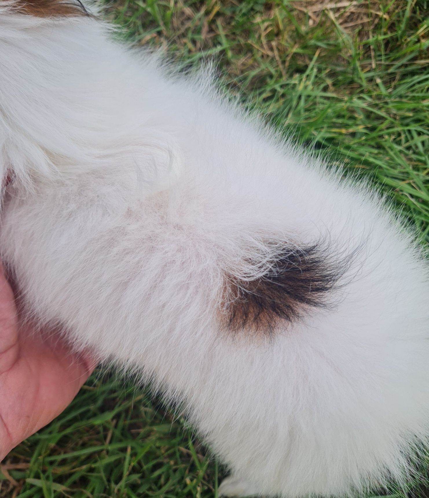 Spaniel kontynentalny miniaturowy Papillon-piesek