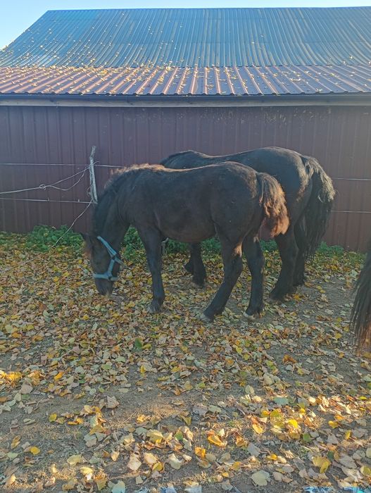 Źrebica Zimnokrwista Kara