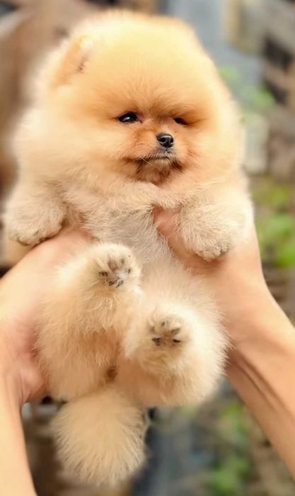 Mały miś pomeranian mini