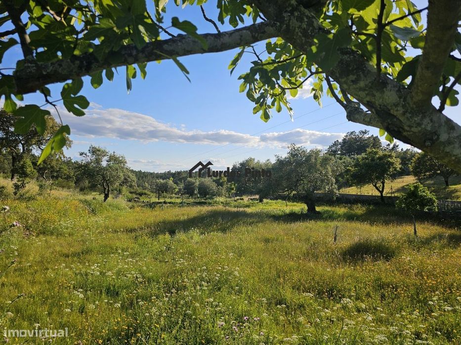 Quinta perto de Castelo Branco