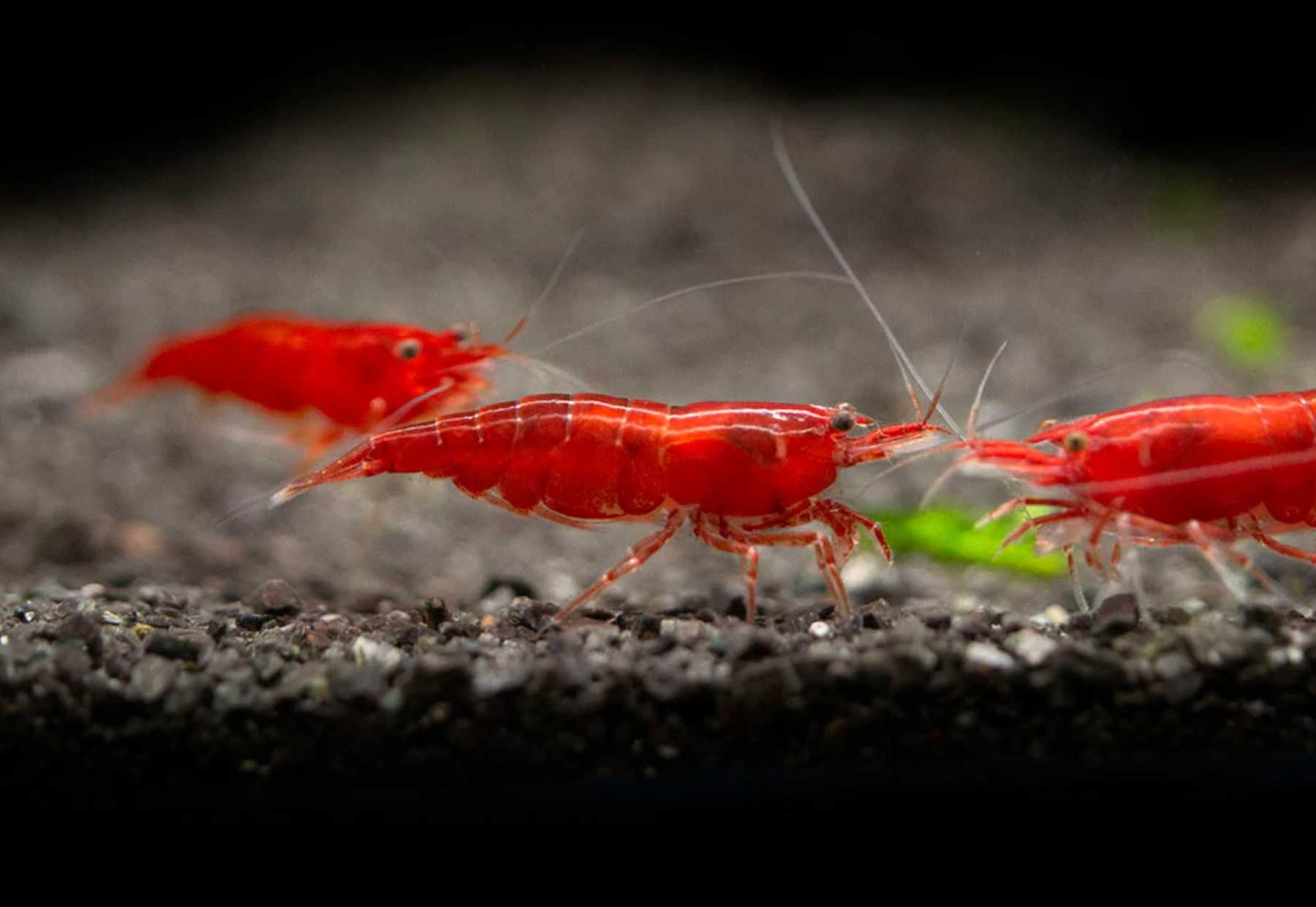 Krewetka BLOODY MARY - Neocaridina - Caridina - dowóz, wysyłka