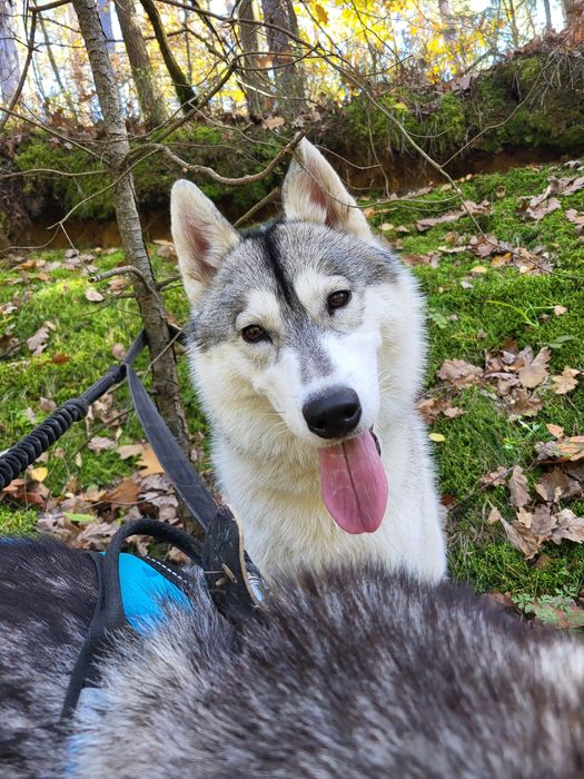 Suczka Siberian Husky szczenię zkwp fci