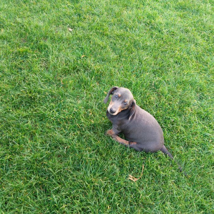 Jamnik krótkowłosy suczka