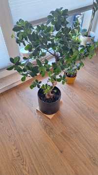 Fikus bonsai 75cm