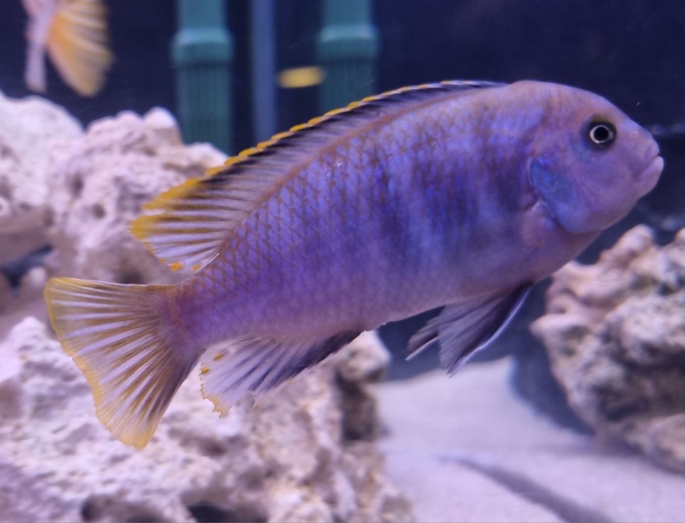 Pyszczak niebieski pseudotropheus socolofi malawi
