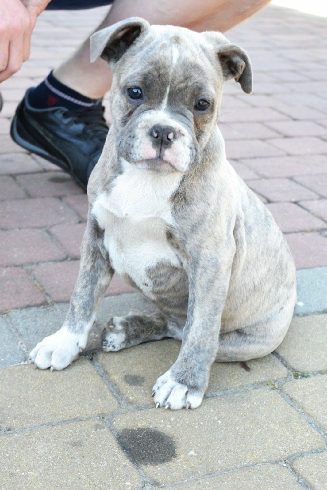 American Staffordshire Terrier Amstaff