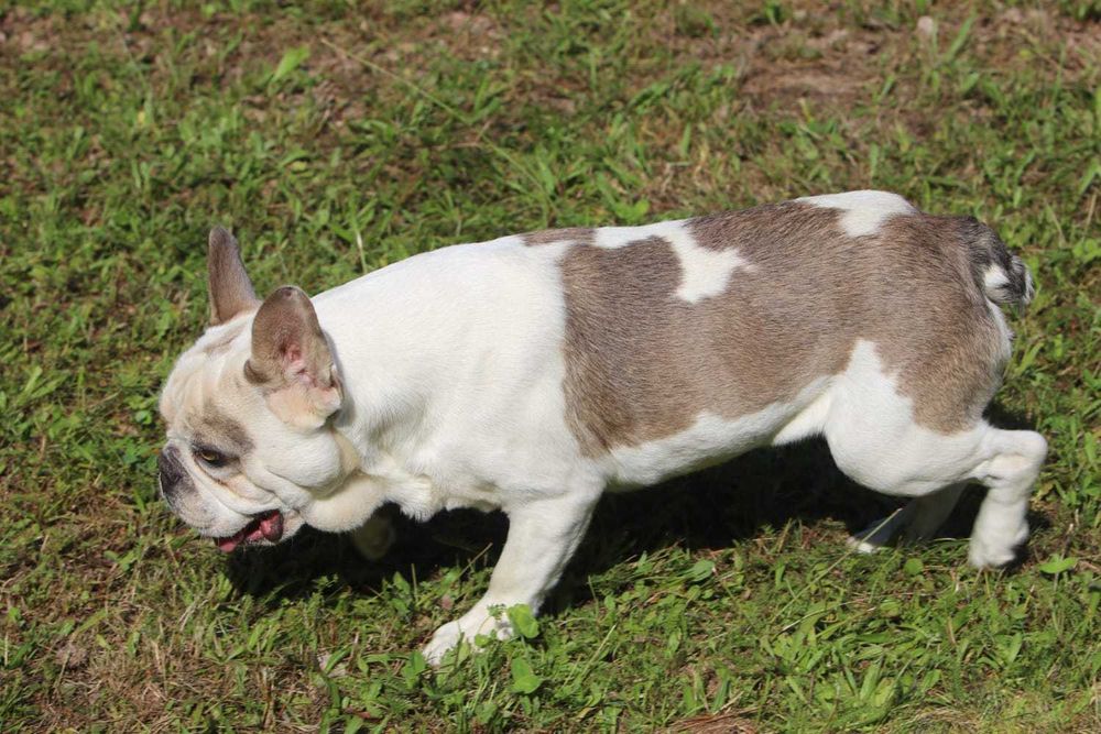 Samiec Buldog Francuski 1 rok