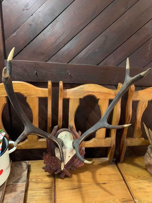 Продям роги оленя.