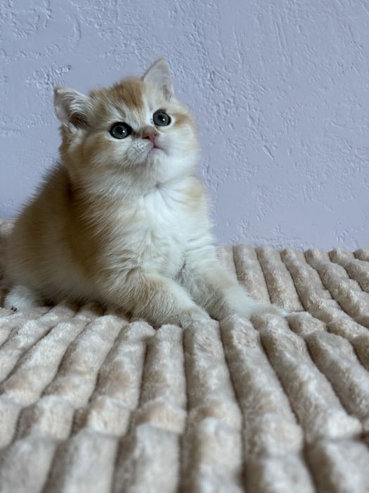 Dziewczynka brytyjska