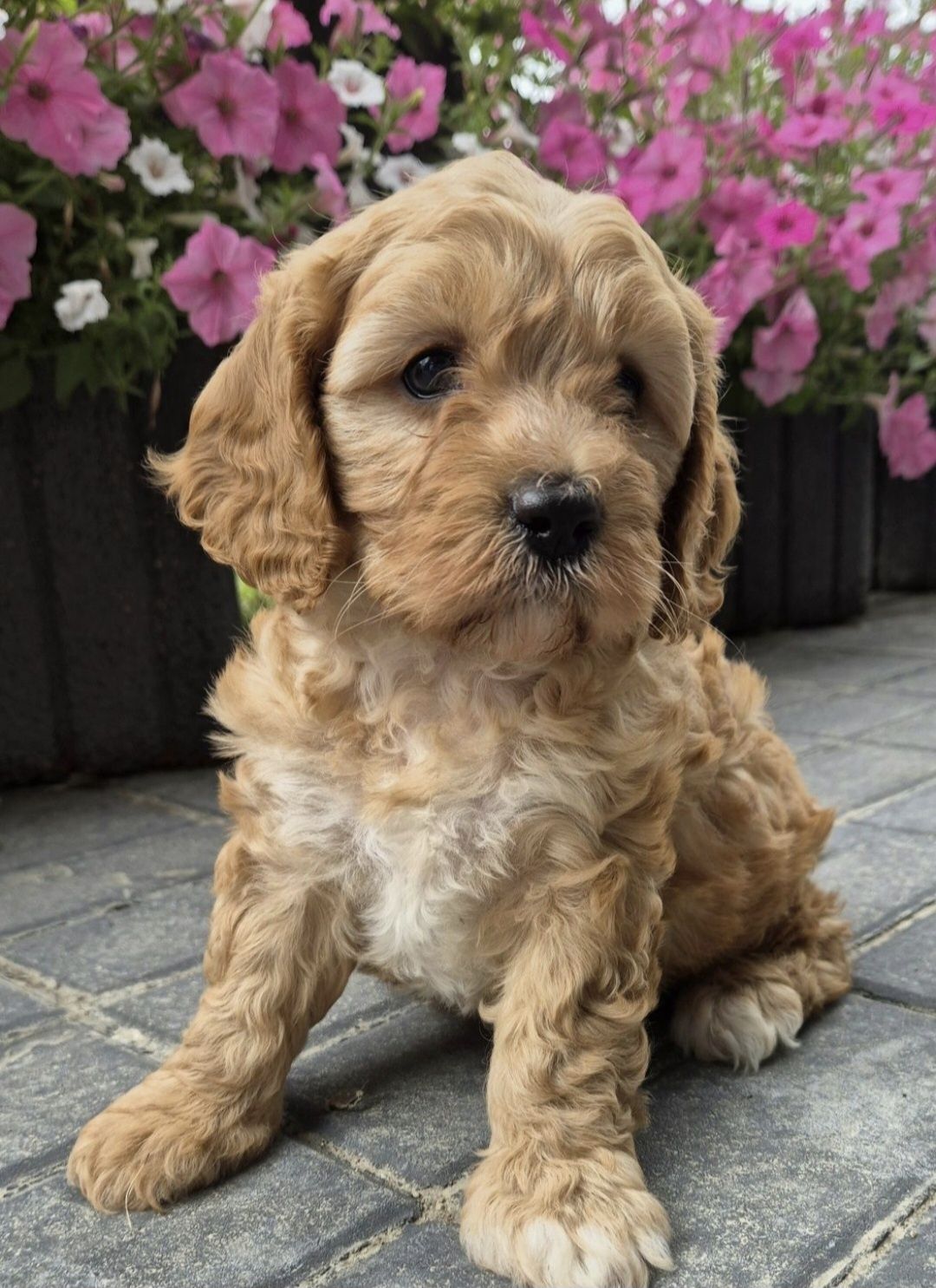 Cavapoo Samczyk hybryda ras