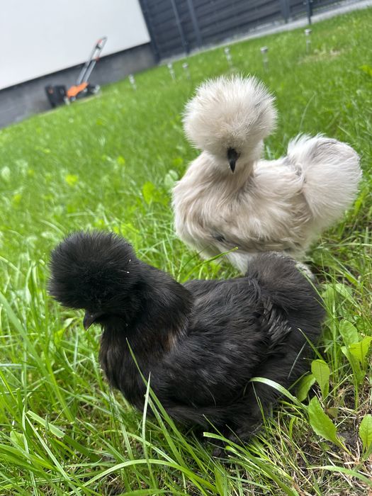 Kury silki splash biala