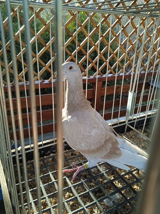 Samica ozdobna rzeszowska rzeszowskie garbonos garbonosy