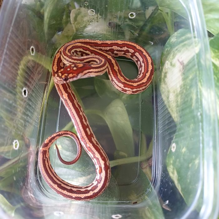 Wąż zbożowy - hybryda