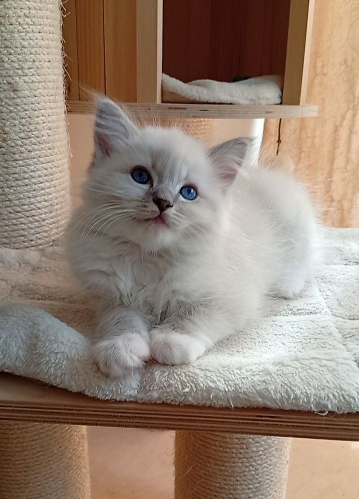 Ragdoll kociak FPL