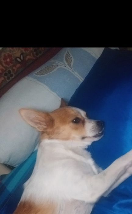 Віддам безкоштовно