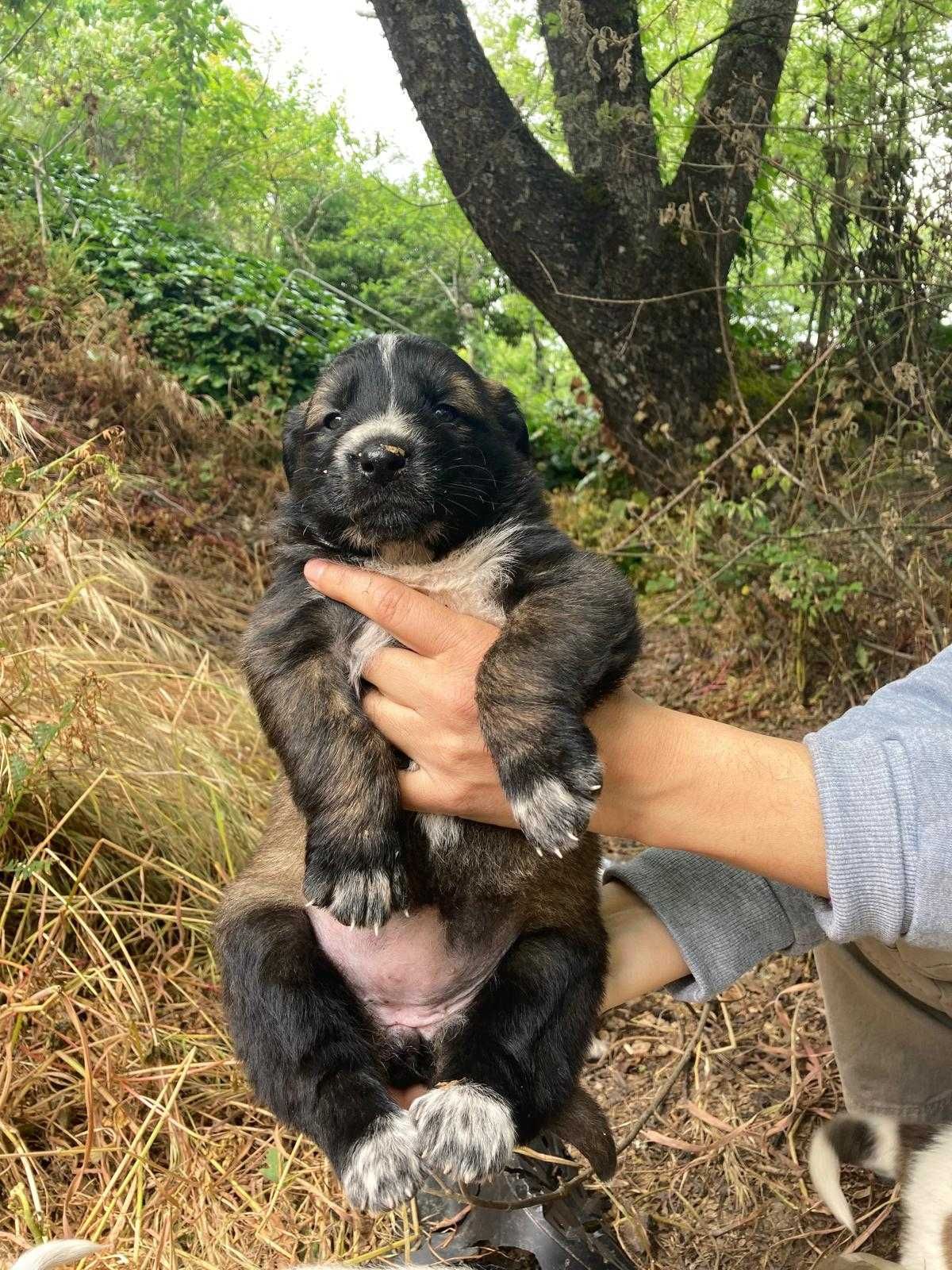 Cães (tipo cão de gado ) filhos de cadelinha de rua