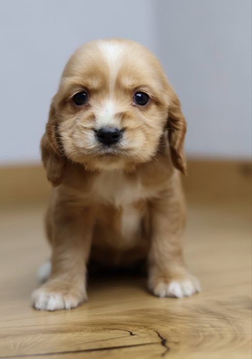 Cocker Spaniel suczka