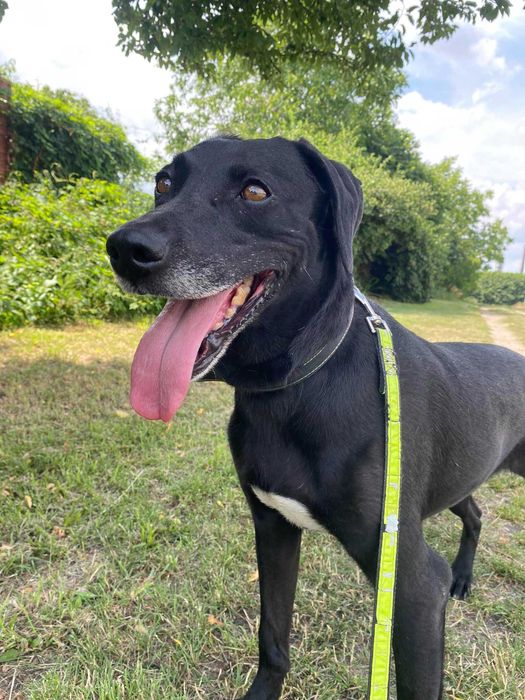 Luna - mix Wyżeł; mądra, łagodna i delikatna