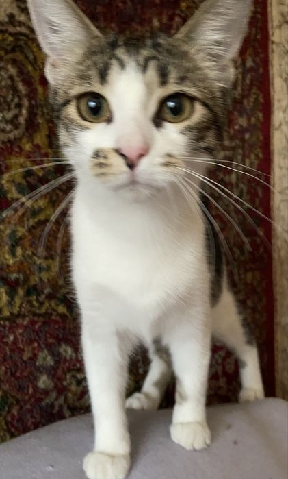 Чудо киця чекає на вас