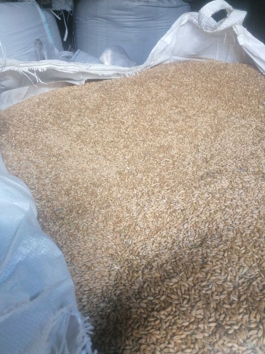 Sprzedam jęczmień ozimy 6 rzedowy