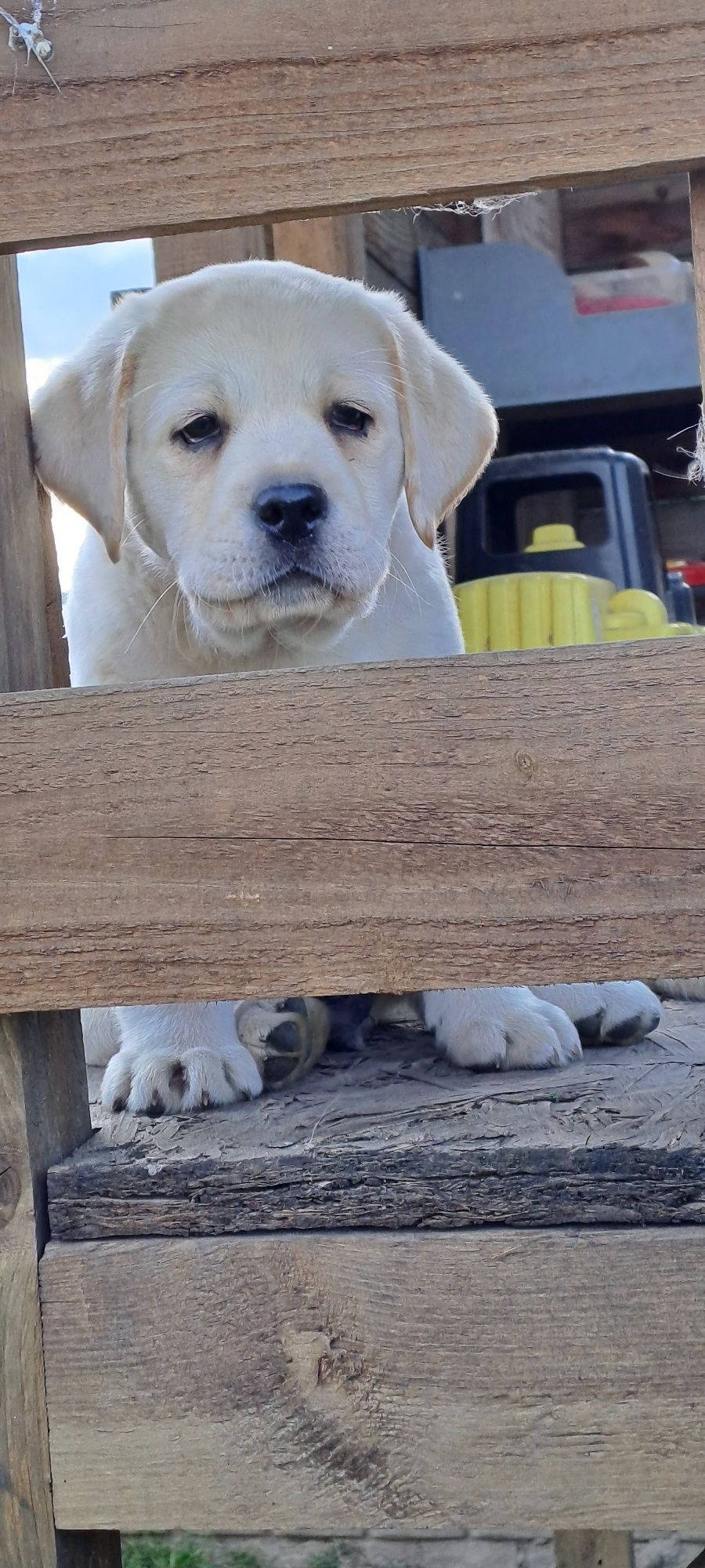 Labrador retriever biszkoptowy
