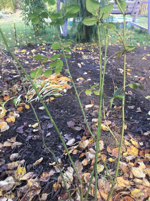 Роза Shropshire Lad  Шропшир Лэд