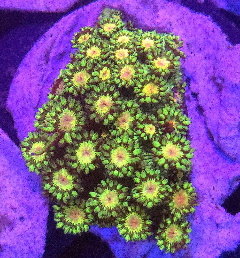 Goniopora Bicolor Green Flower Point FLUOLAMPS WYSYLKI