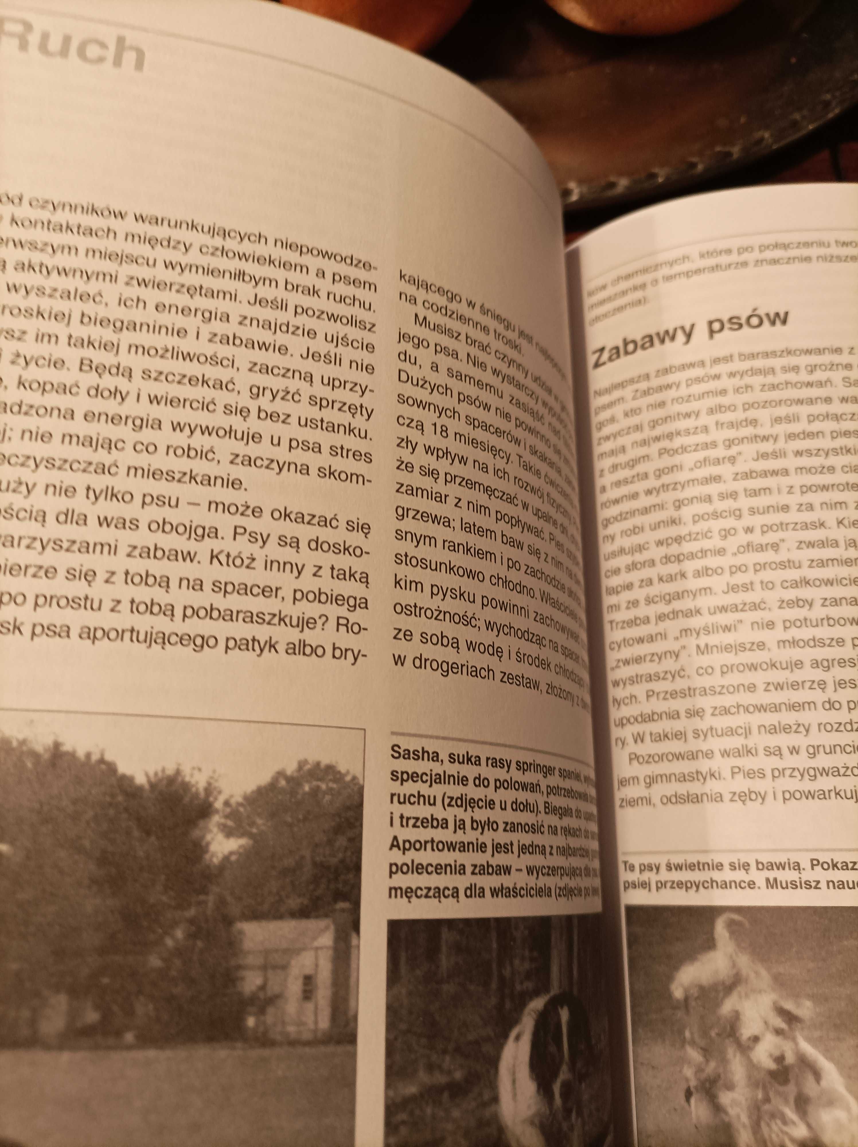 Kilcommons, Wilson mój pies świadczy o mnie