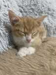 Kot 8tygodni do adopcji