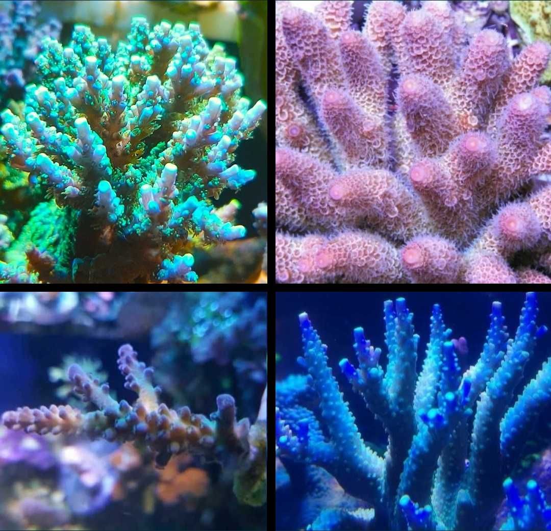 Acropora koral twardy SPS  akwarium morskie