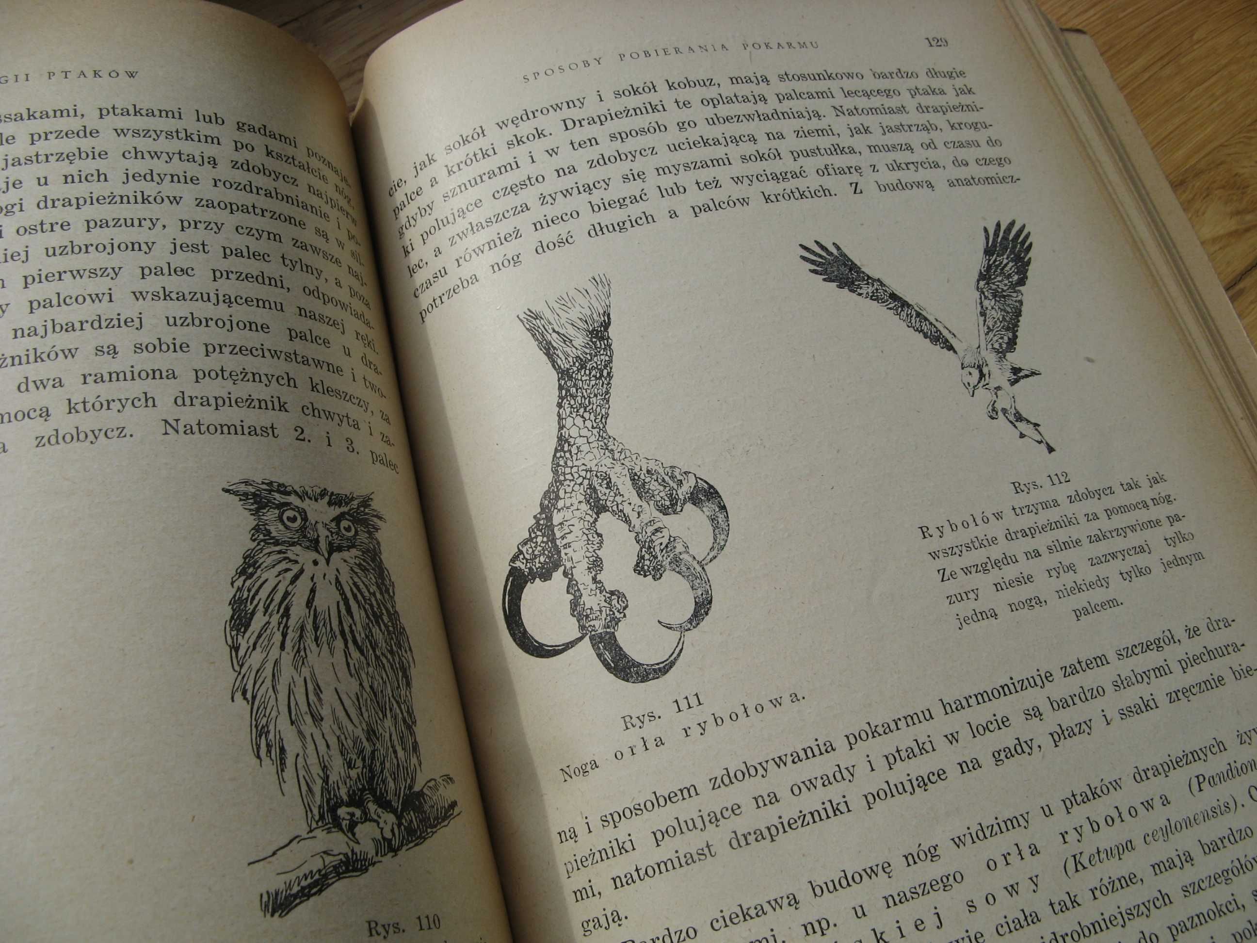 Z biologii ptaków J. SOKOŁOWSKI 1950r. PTAKI ORNITOLOGIA