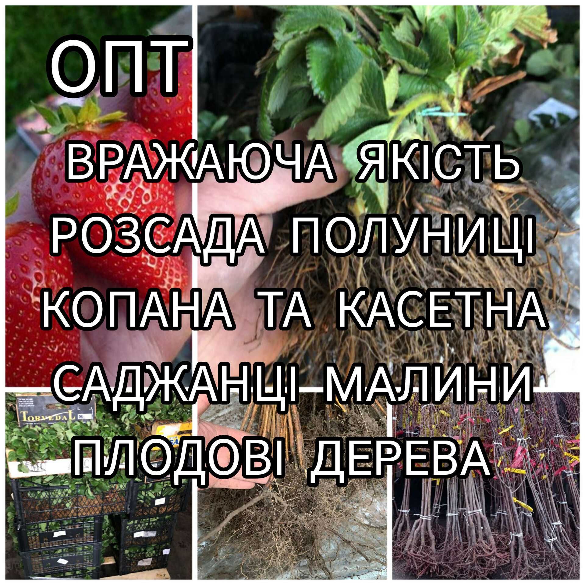 Опт Саджанці Полуниці Розсада Малина Плодові дерева Саженцы Клубники