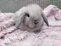 Królik mini lop miniaturka