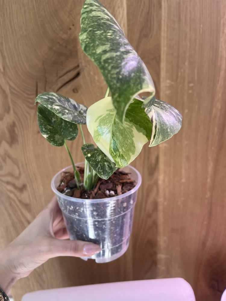 Monstera Thai Platinum , kwiat kolejkcjonerski