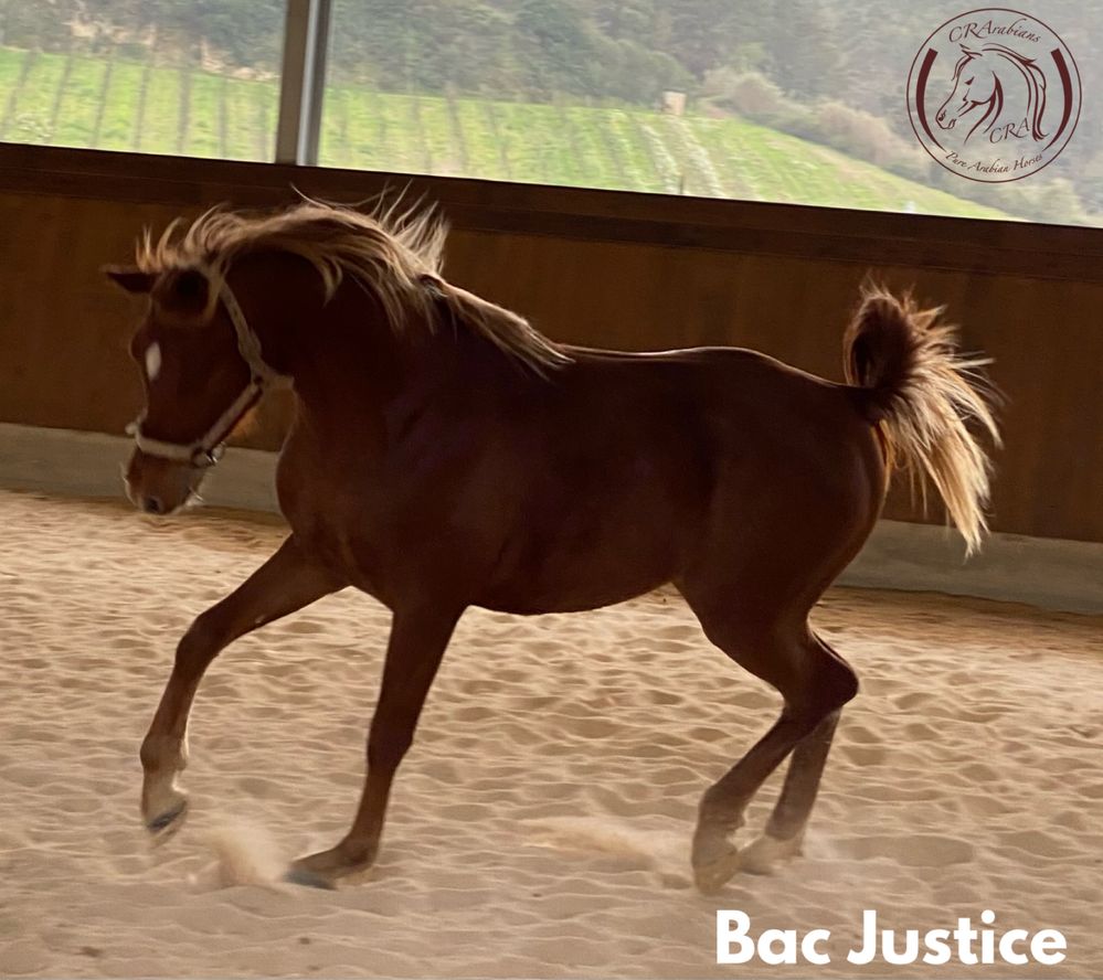S Bac Justice, Poldro, PSA, 3 anos e meio, 1.52cm