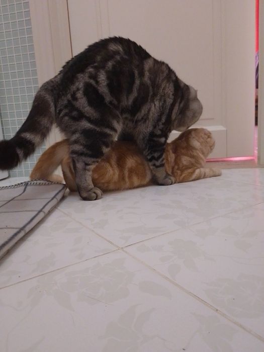 В'язка. Скоттіш страйт