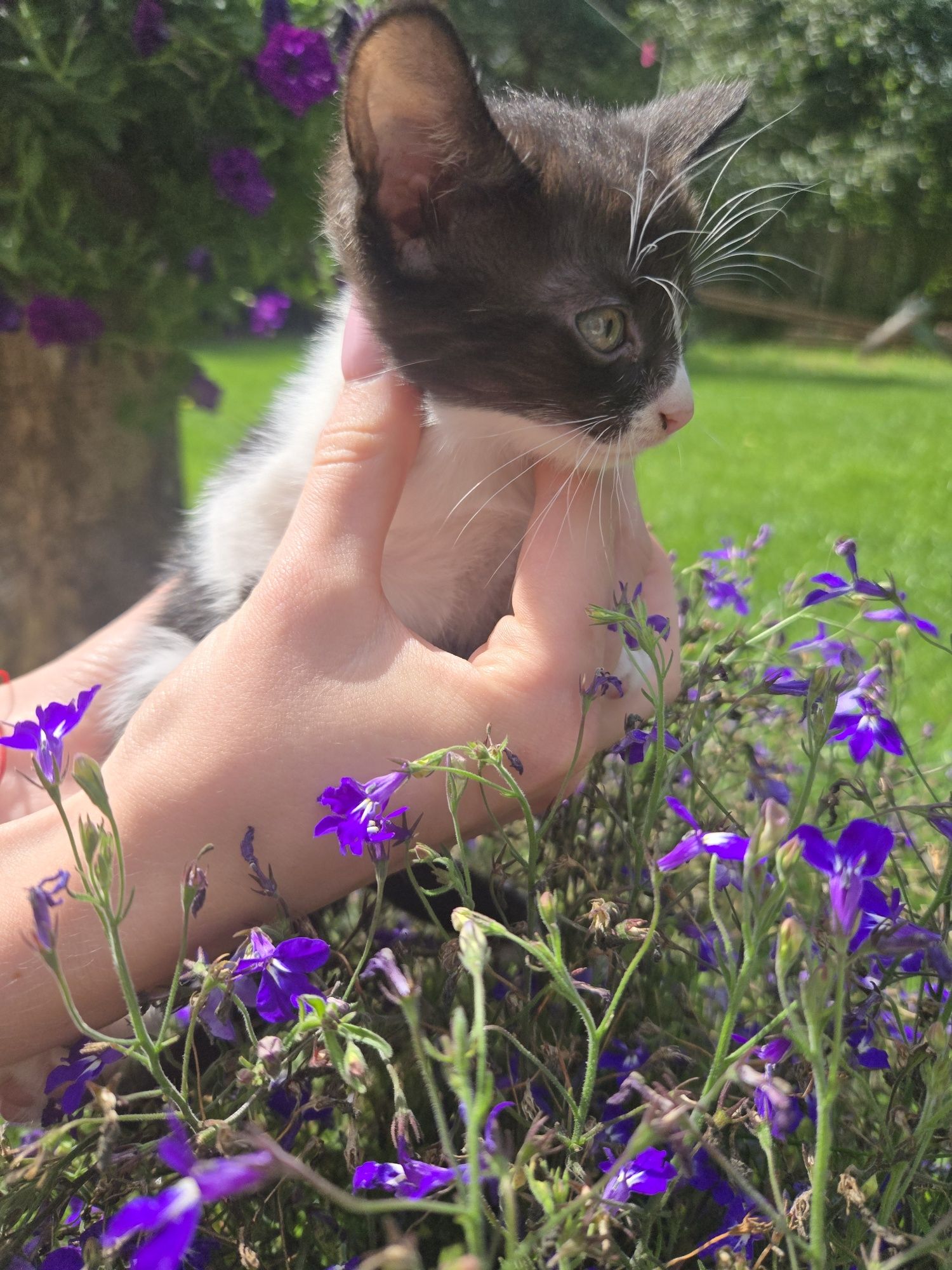 Oddam kotki dla ludzi kochających zwierzęta