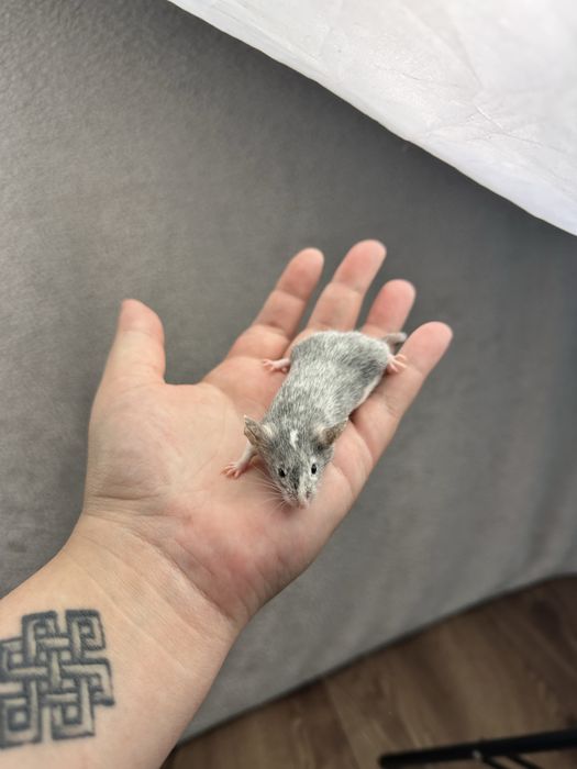 Mysz rasowa, mysz, myszy rasowe, mysz domowa, mysz z rodowodem, myszka